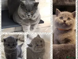 British Shorthair cats Blue stud Gccf and Tica in Derby - Advert 2