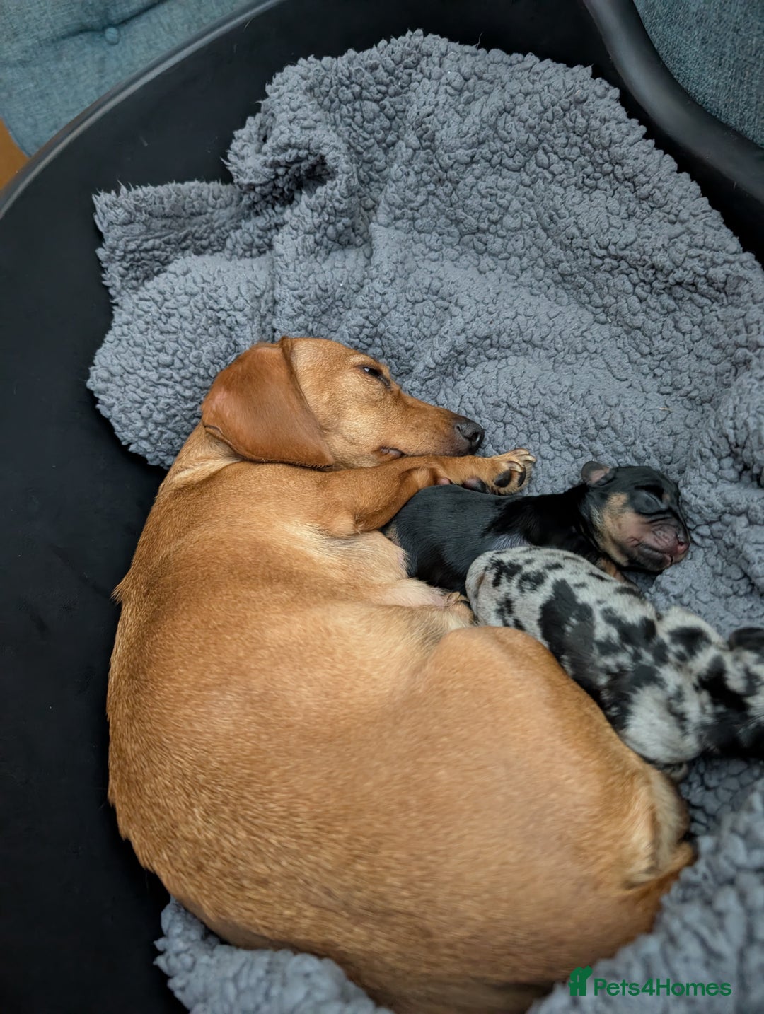 Dachshund dogs for sale: 2 Female miniature dachshund puppies - Image 4