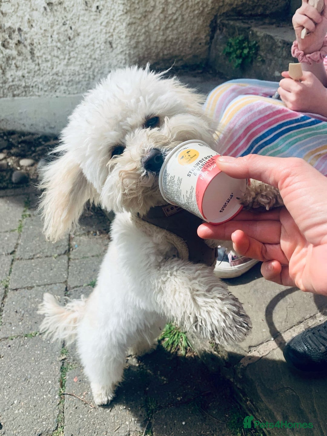 Cavapoo dogs for sale: ❤️ F1 Poochons due November ❤️  - Image 6
