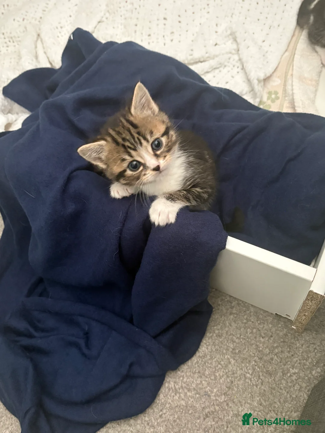 Mixed Breed cats for sale: 1/2 Persian kittens  - Advert 5