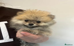Pomeranian dogs for sale: Pomeranian  puppies  - Image 30