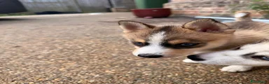 Pomsky Puppy 2