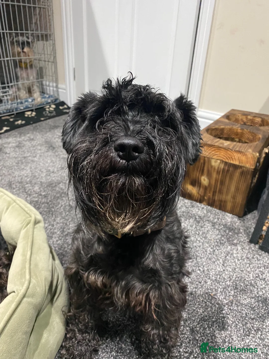 Miniature Schnauzer dogs for sale: Beautiful Miniature Schnauzers 2 x Black Girls  - Advert 7