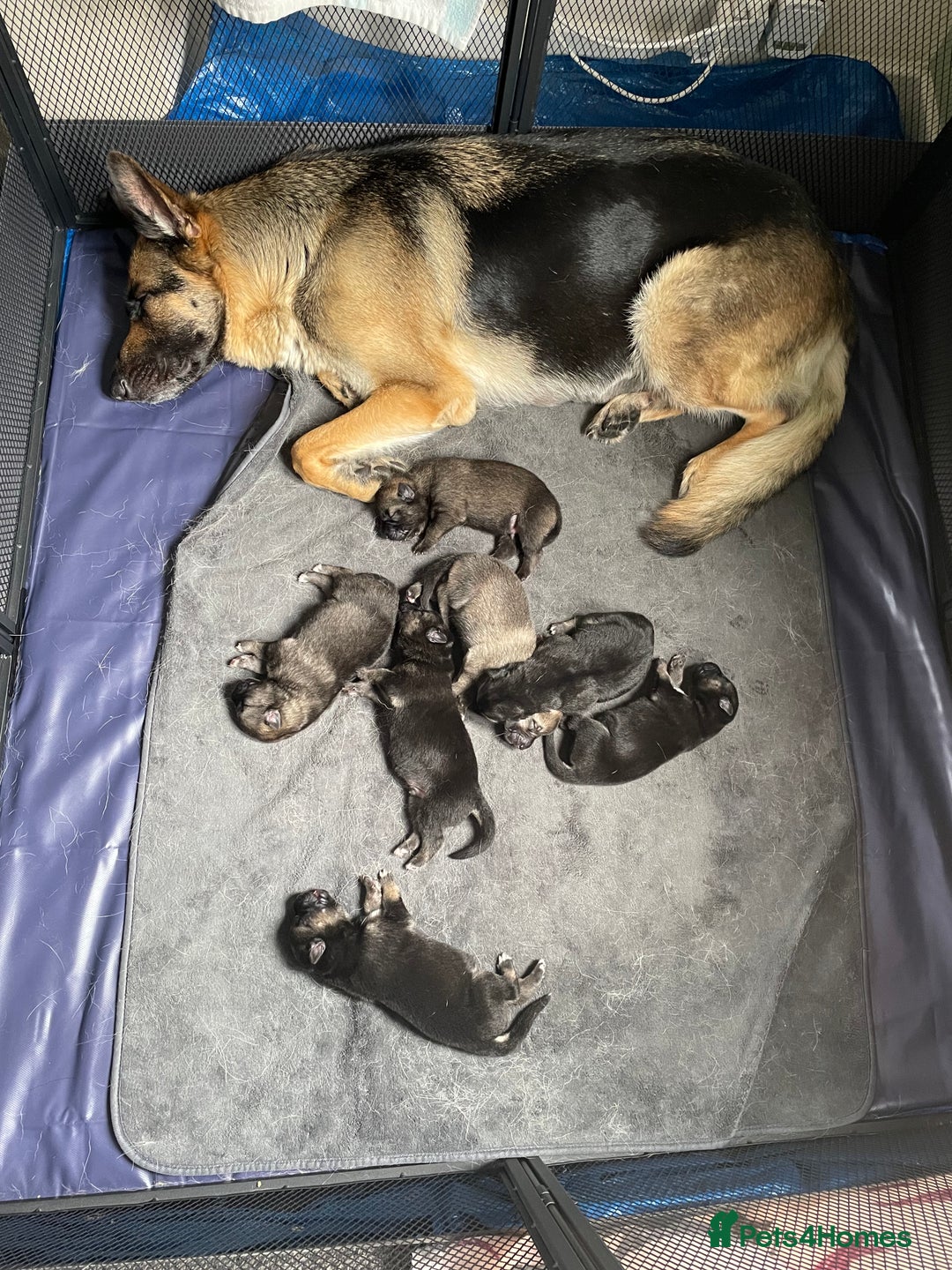 Shepsky dogs for sale: Gerbirian  shepskis - Image 2
