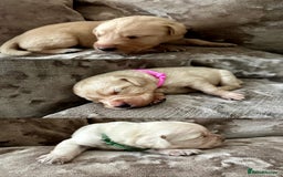 Mixed Breed dogs for sale: Beautiful litter of golden labradoodles - Image 25
