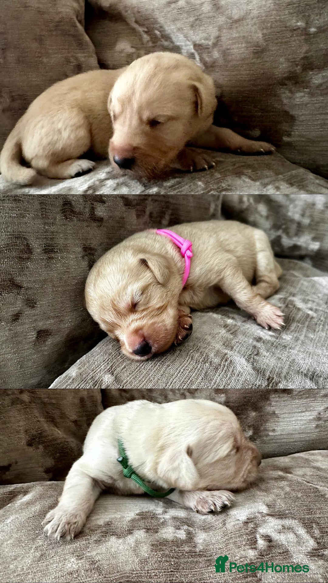 Mixed Breed dogs for sale: Beautiful litter of golden labradoodles - Image 25