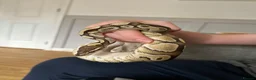 Python Snake reptiles for sale: Royal python and set up  in Witney - Advert 4