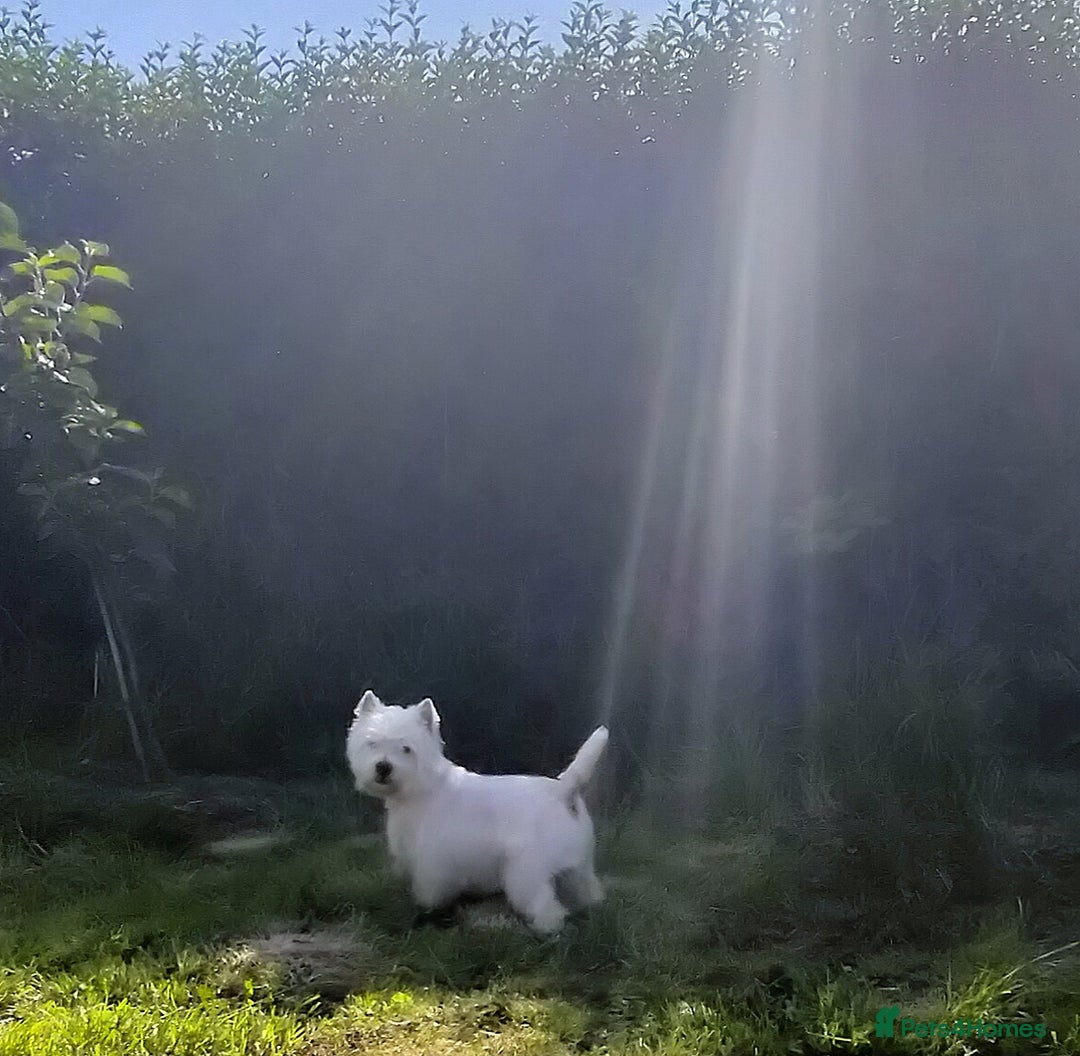 West Highland Terrier dogs for stud: * stud only* KC Stunning west highland terrier in Swansea - Advert 12