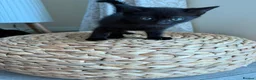 Mixed Breed cats for sale: Playful loving kittens x3  in Walsall - Advert 4
