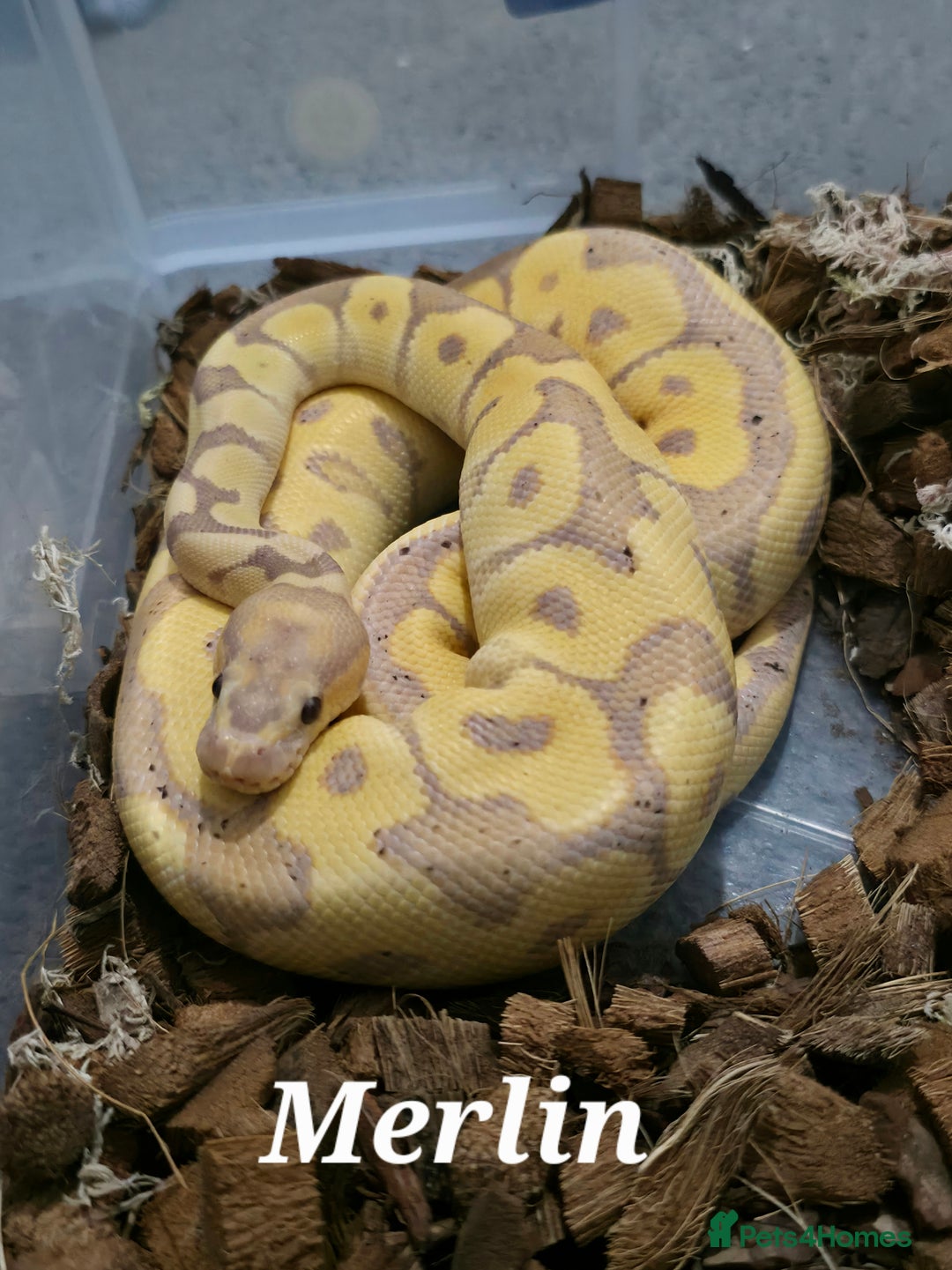 Python Snake reptiles for sale: Royal pythons for sale - Image 5