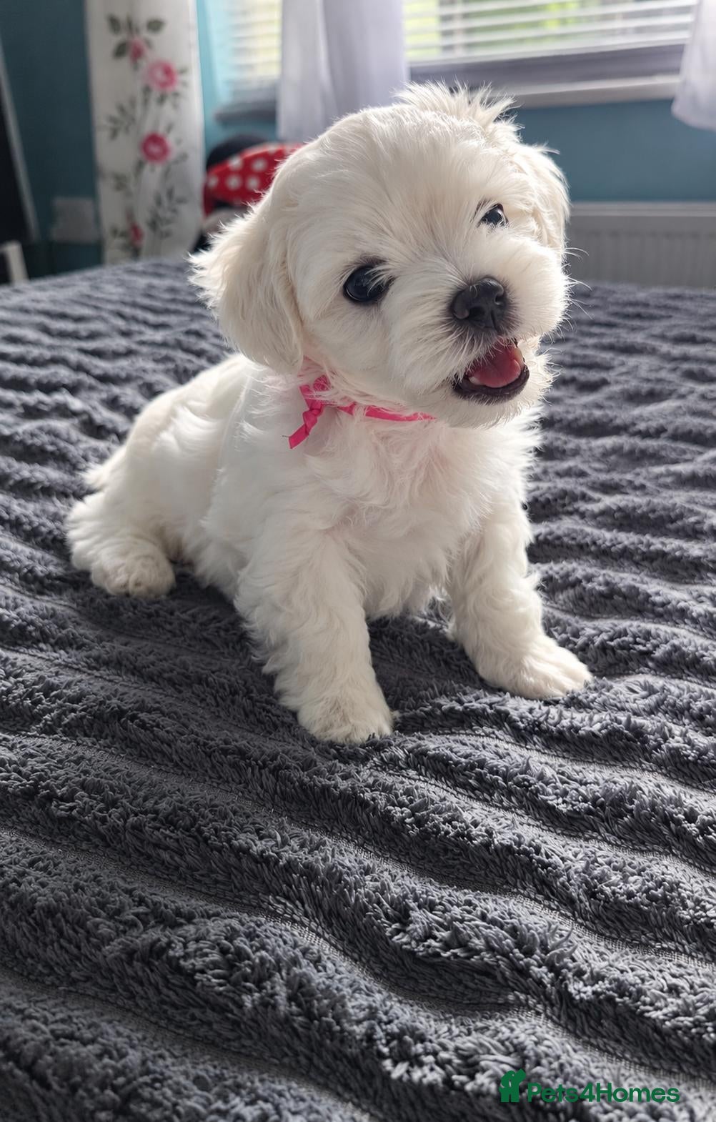 Maltese dogs Beautiful Maltese Puppies - Advert 2