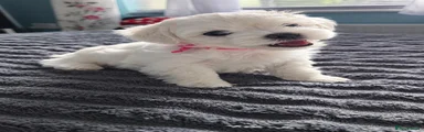 Maltese 2