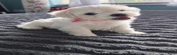 Maltese dogs for sale: Beautiful Maltese Puppies - Advert 2