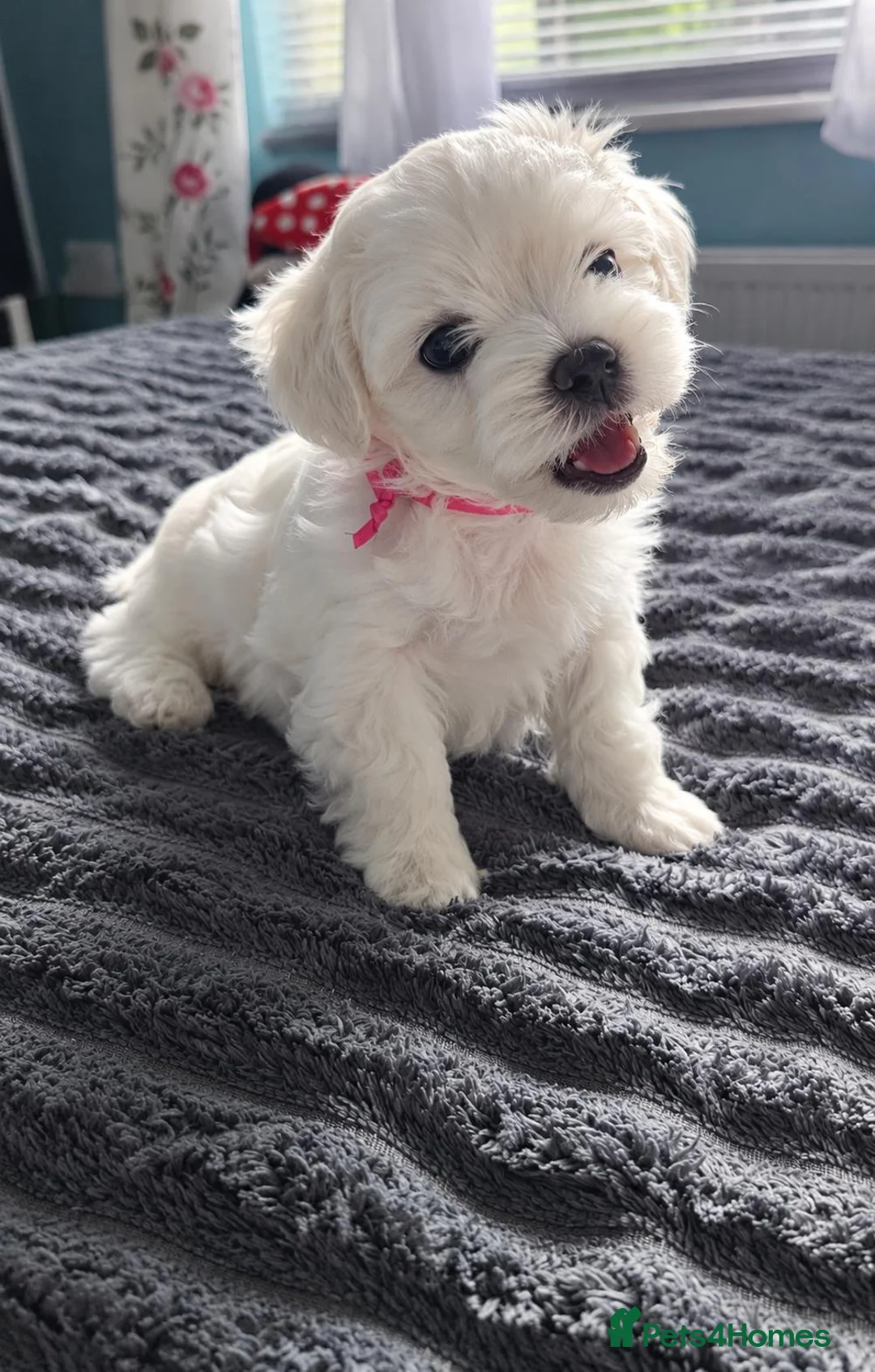 Maltese dogs for sale: Beautiful Maltese Puppies - Advert 2