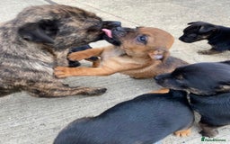 Jug dogs for sale: Jug puppies - Image 9