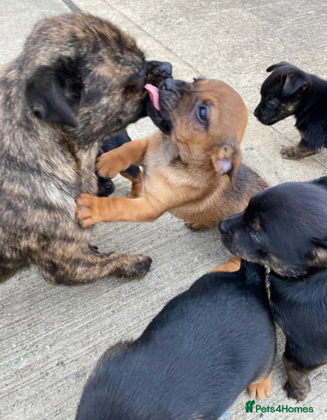 Jug dogs for sale: Jug puppies - Image 9