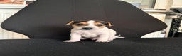 Mixed Breed dogs for sale: 7 week old Jack Russ pups  - Advert 2
