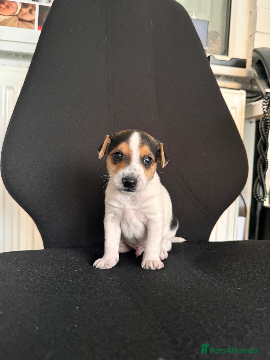 Mixed Breed dogs for sale: 7 week old Jack Russ pups  - Advert 2