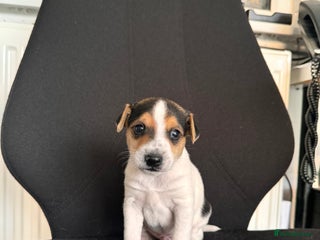 Mixed Breed dogs 7 week old Jack Russ pups - Advert 11