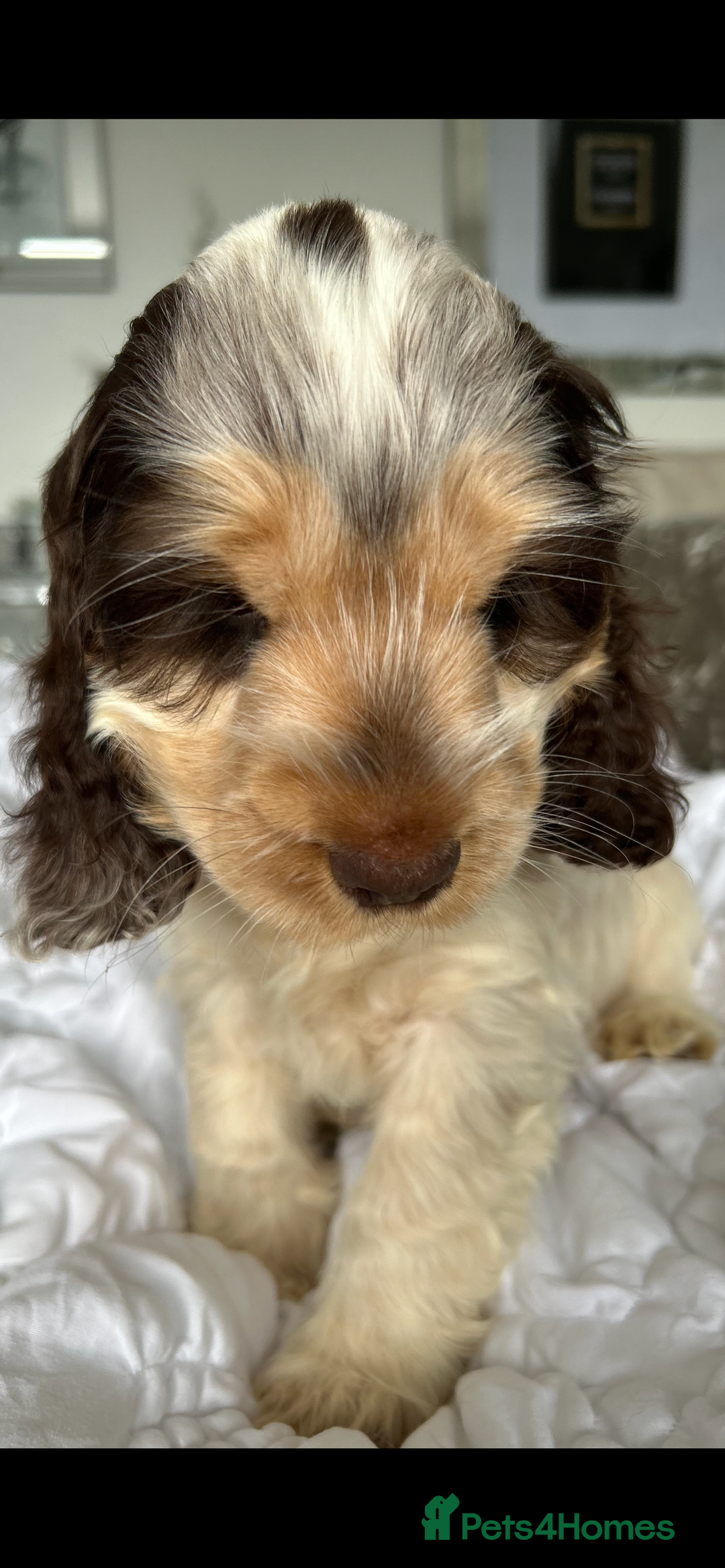Cocker Spaniel dogs for sale: OUTSTANDING KC REG SHOW COCKER SPANIEL PUPPIES  - Image 32