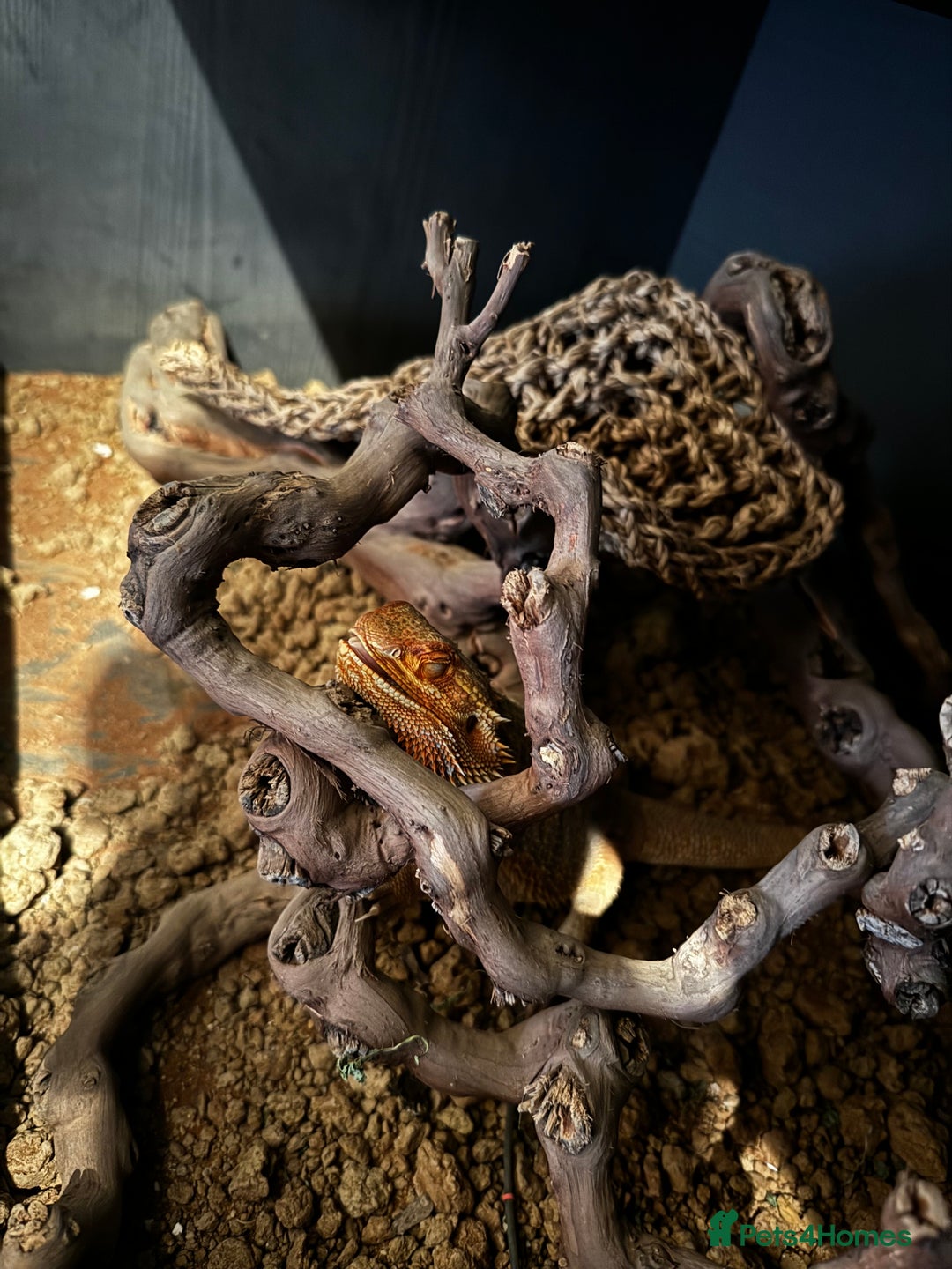 Bearded Dragon reptiles for sale: Two bearded dragons for sale - Advert 3