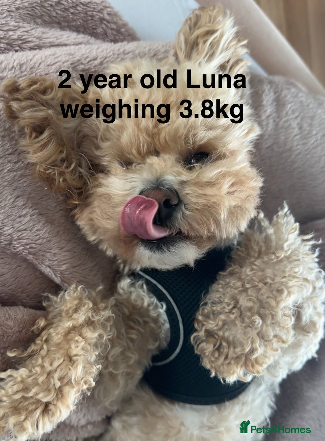 Maltipoo dogs for sale: Rare maltipoo puppies please read description  - Advert 2