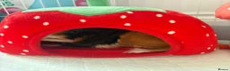 Guinea Pig rodents for sale: 2MALE guinea pigs complete with everything! - Advert 3