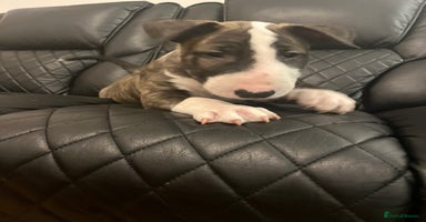 Bull Terrier dogs - Advert 10