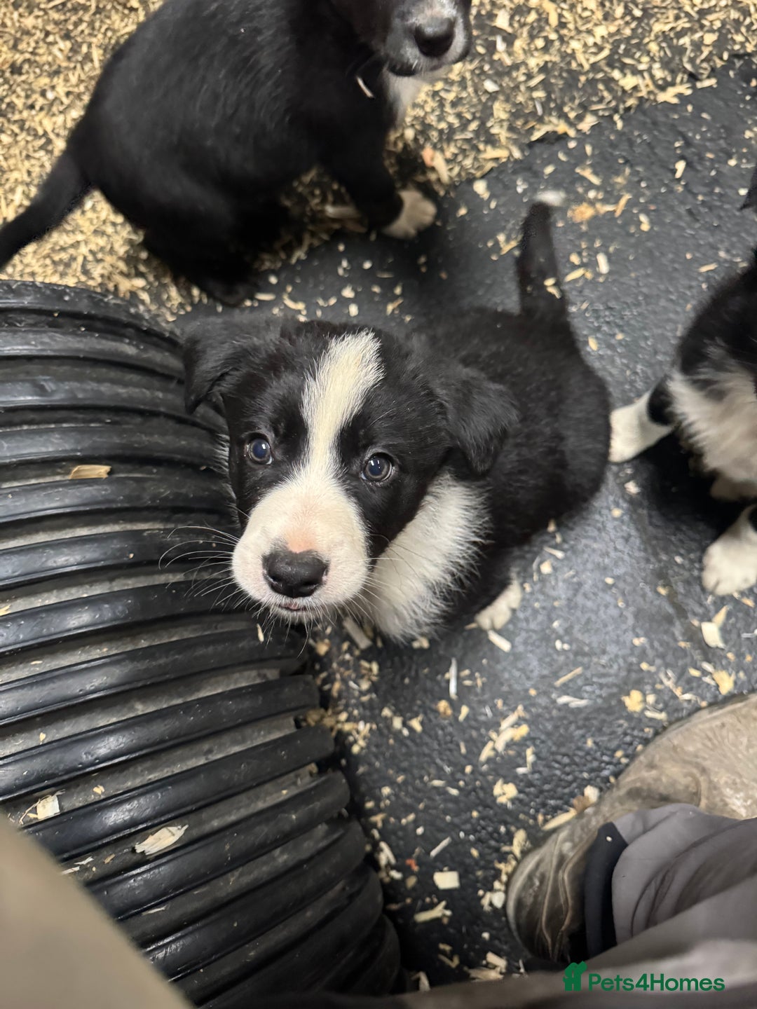 Border Collie dogs for sale: Bouncing border collies - Advert 23