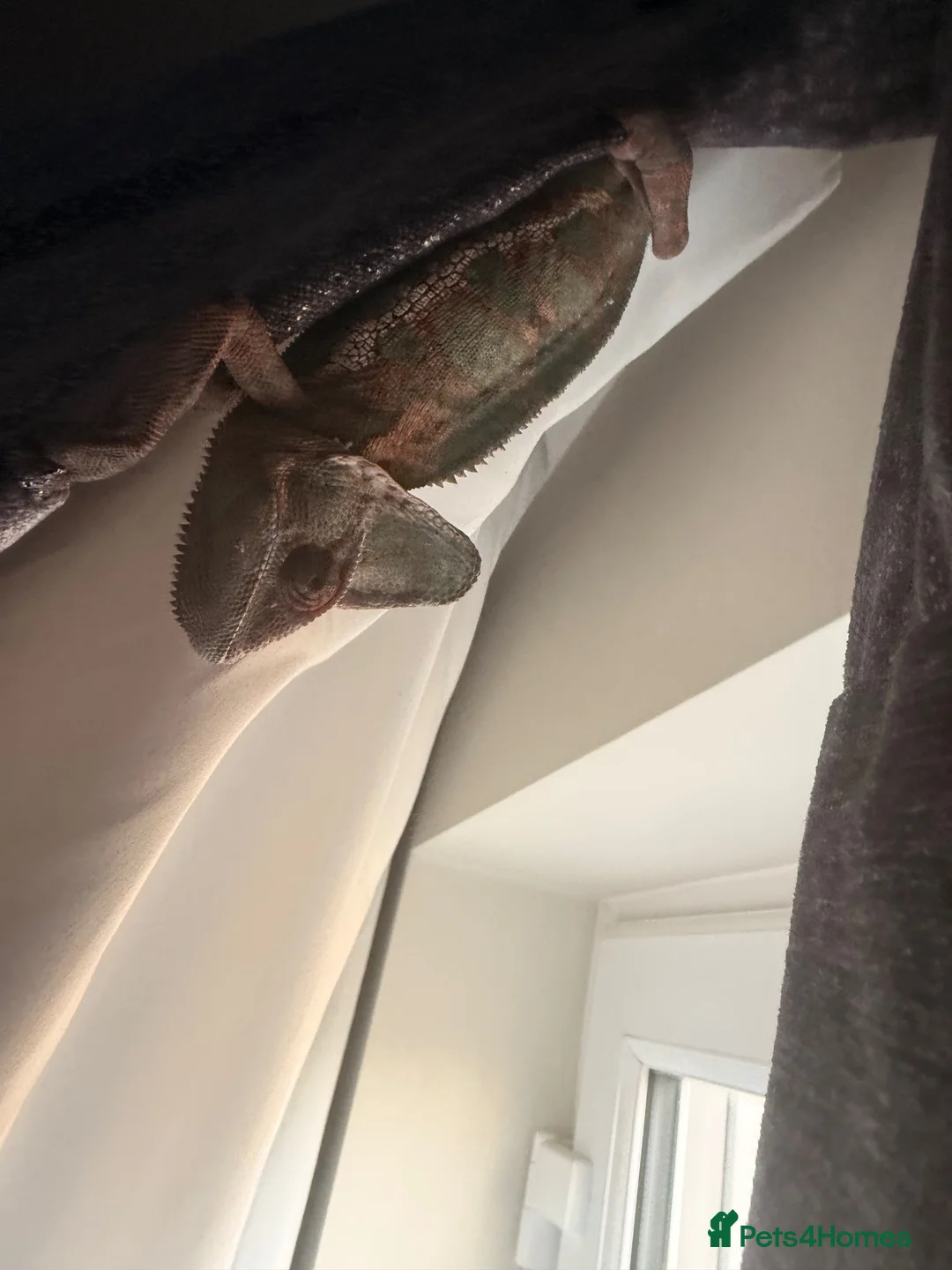 Chameleon reptiles for sale: Yemen Chameleons  - Advert 3