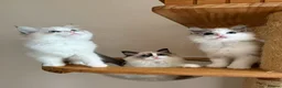 Ragdoll cats for sale: Adorable Ragdoll Kittens - 12 Weeks, Ready Now - Advert 4