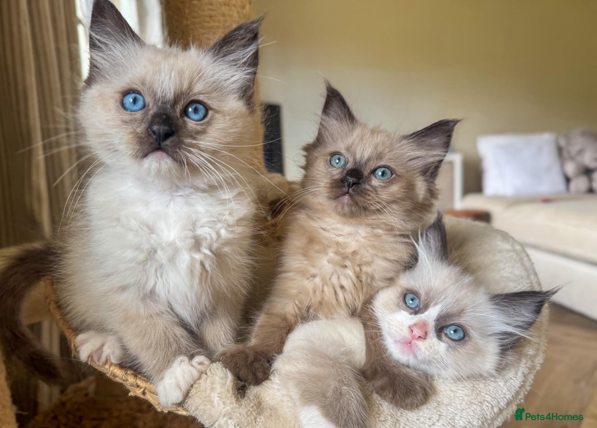 Ragdoll cats Ragdoll mink, bicolour, mitted - Advert 1