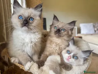 Ragdoll cats Ragdoll mink, bicolour, mitted - Advert 1