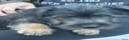 Jack Russell dogs for sale: jack Russle puppies - Advert 14