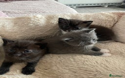 Domestic Shorthair cats for sale: Beautiful kittens  - Image 12