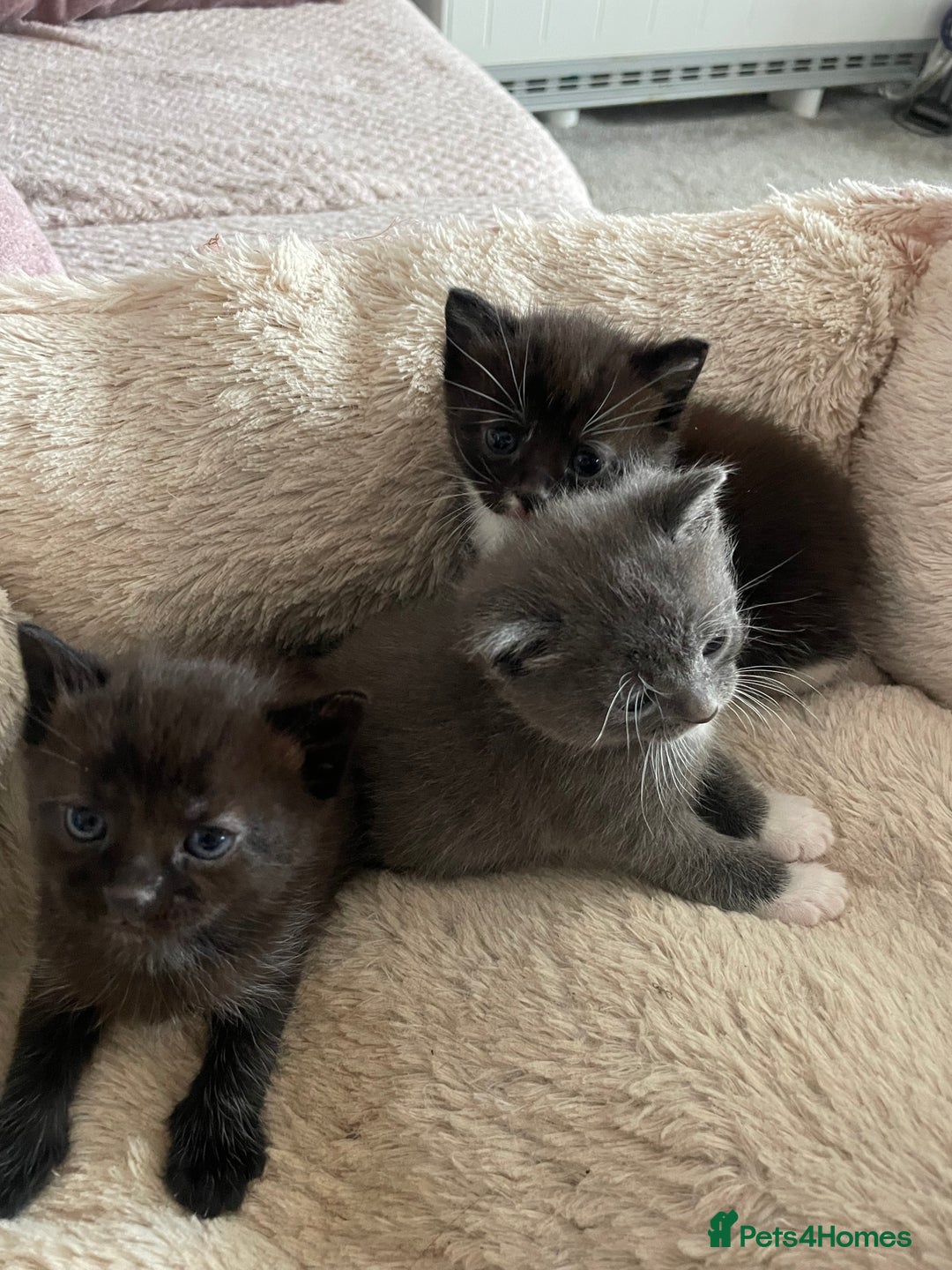 Domestic Shorthair cats for sale: Beautiful kittens  - Image 12