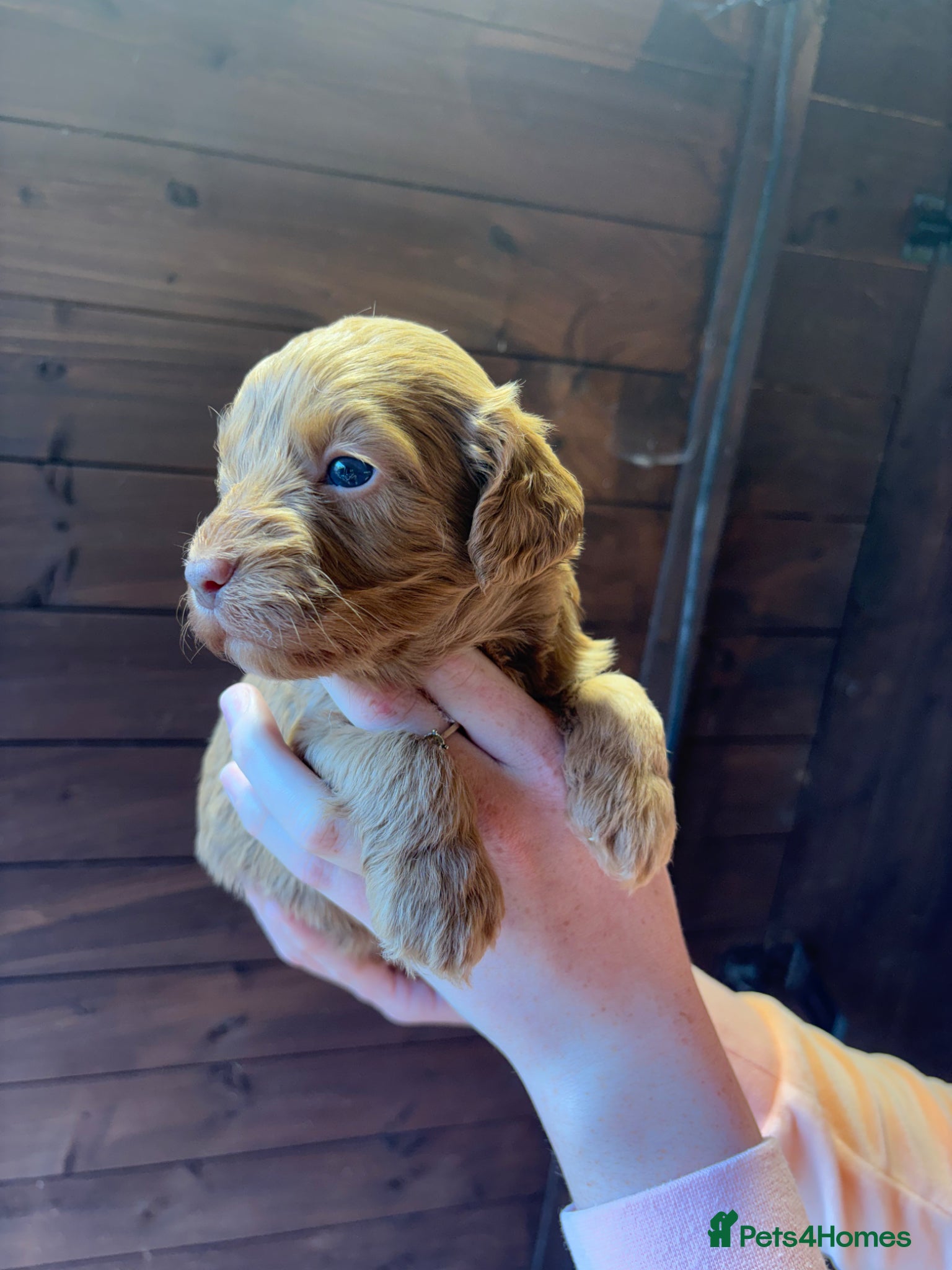 Cockapoo dogs Beautiful health tested cockapoo puppies - Advert 2