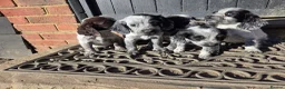 Cocker Spaniel dogs for sale: ❗️5 beautiful cocker spaniel puppies❗️🥰 - Advert 20