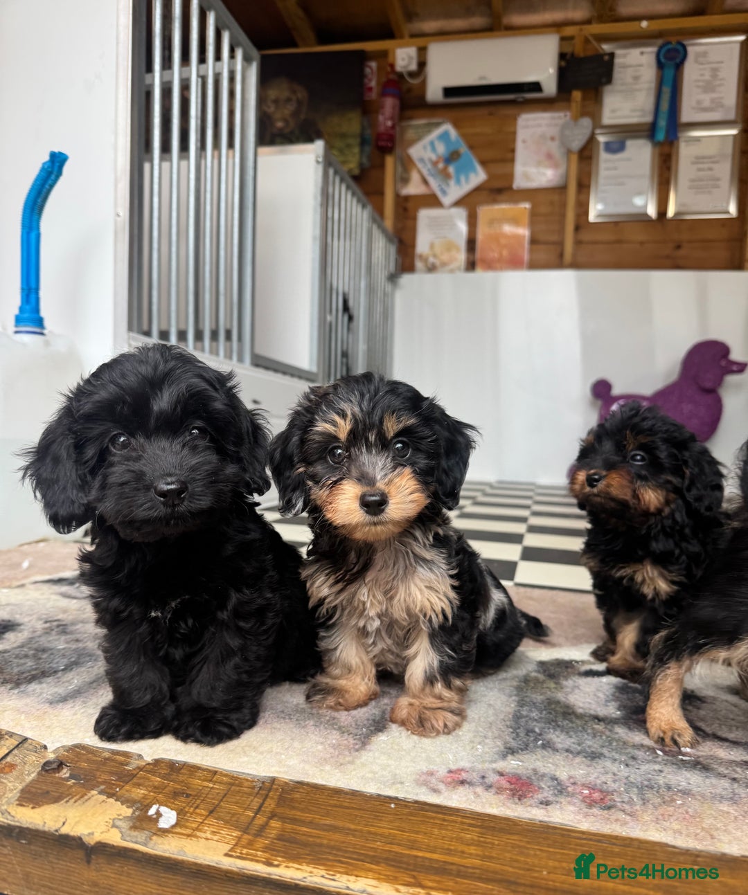 Mixed Breed dogs for sale: Daxiepoos (council licensed breeders) - Image 10
