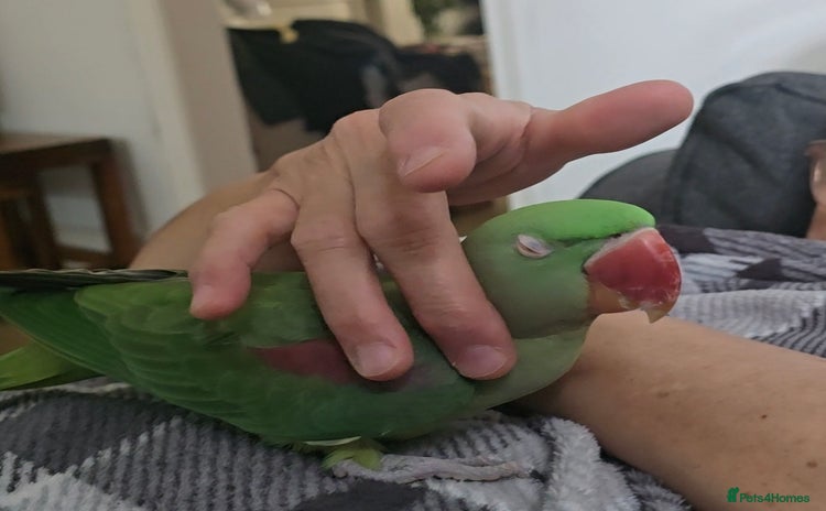 Parakeets birds - Advert 4
