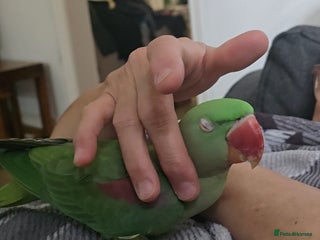 Parakeets birds - Advert 4