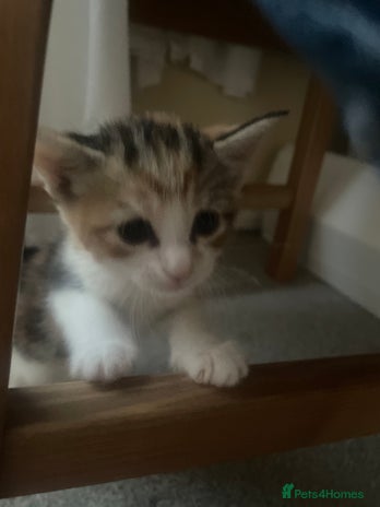 European cats - Advert 2