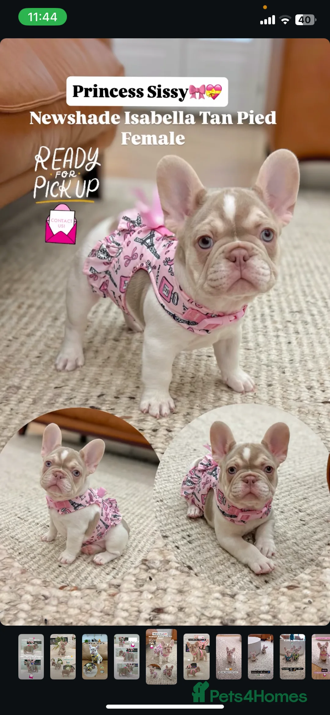 French Bulldog dogs for sale: 🐾 KC Registered French Bulldogs 🐶✨ - Advert 2