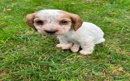 Sprocker dogs for sale: 🧡 Sprocker Puppies 💛 - Image 6