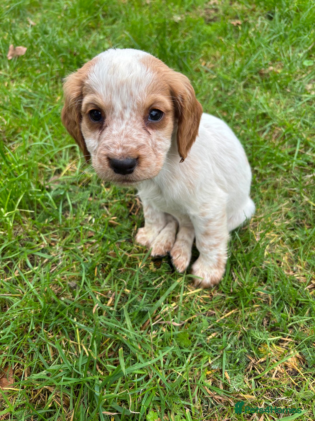 Sprocker dogs for sale: 🧡 Sprocker Puppies 💛 - Image 6