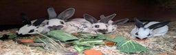 English rabbits for sale: Fully vaccinated pure English rabbits - ready now! - Advert 11