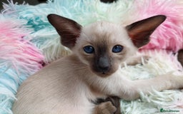 Siamese cats for sale: Siamese GCCF Registered Kittens - Image 10