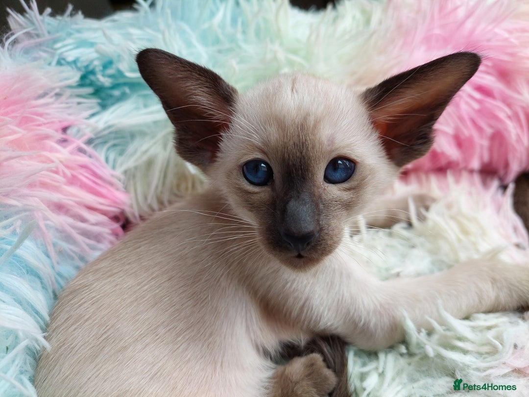 Siamese cats for sale: Siamese GCCF Registered Kittens - Image 10
