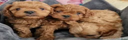 Cavapoo dogs for sale: Quality F1 Cavapoos - Advert 13