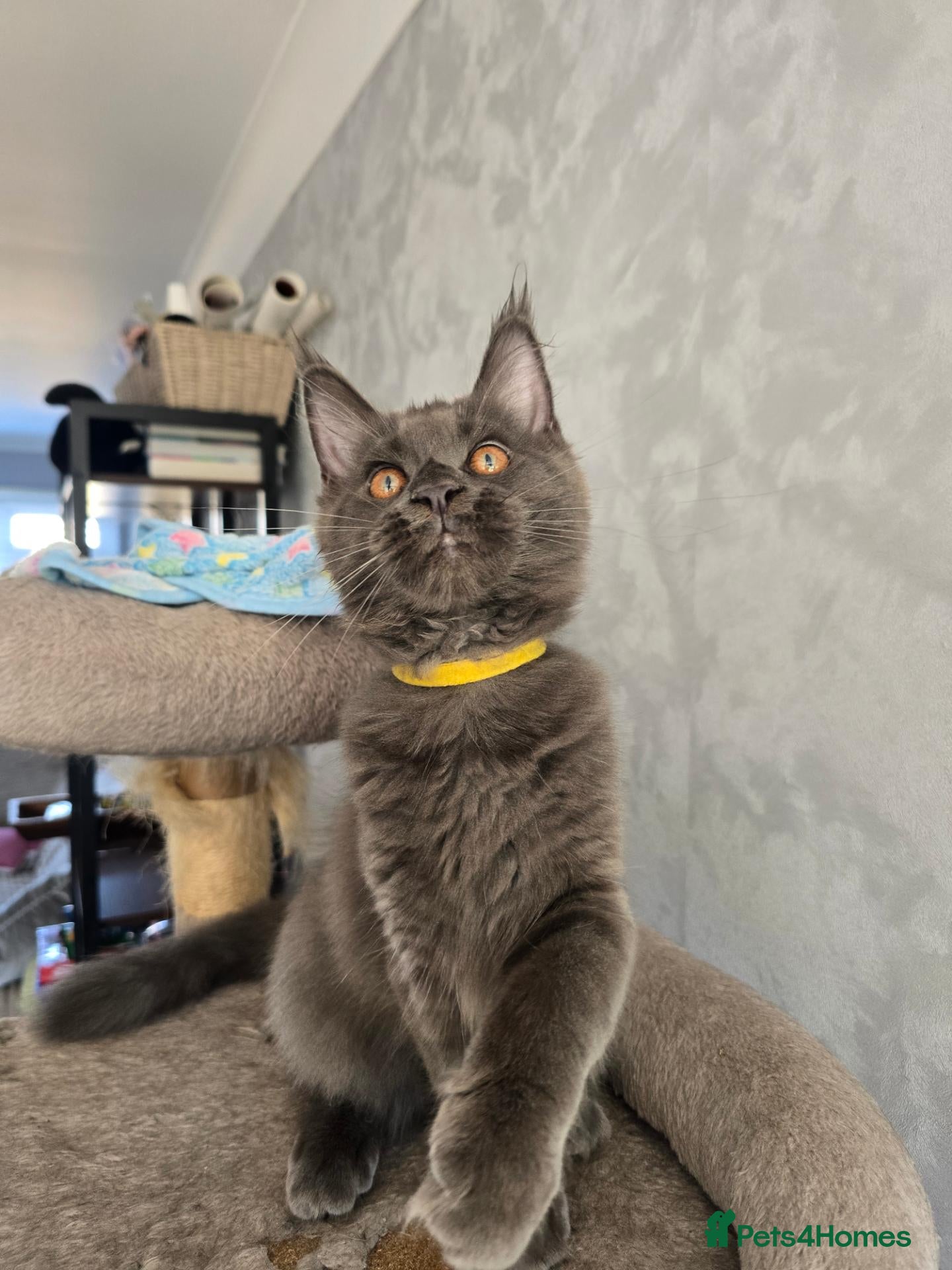 Maine Coon cats Blue Maine Coon tica registered  - Advert 2